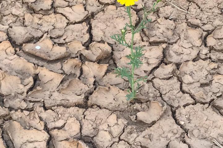 A yellow flower blooming from within an arid land